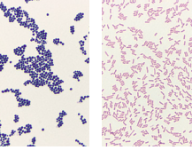 Richard-Allan Scientific Gram Stain Kit (Film)